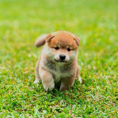 Comprar Shiba Inu en Huesca